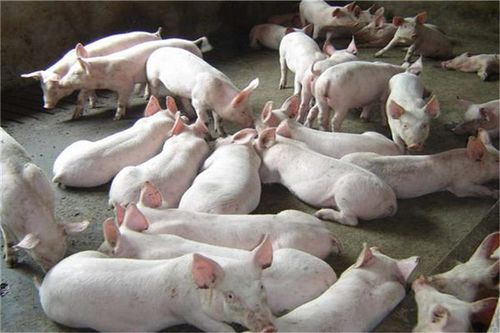 回乡发展帮家人面粉厂的养殖客户拓宽下衡水安平生猪销售出路